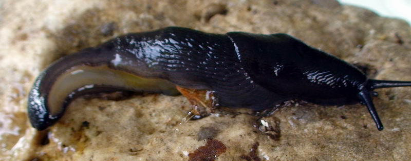 Limax nero delle Apuane (Limax sp 3 della checklist)